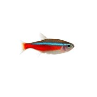 FISCH Zierfisch Kardinalfisch DNZ L