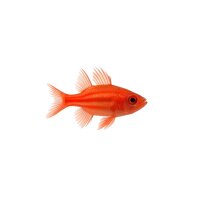 FISCH Zierfisch Schleier-Kardinalfisch DNZ L-XL