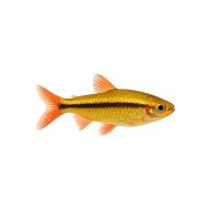 FISCH Zierfisch Gold-Kardinalfisch DNZ ML
