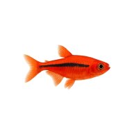 FISCH Zierfisch Feuerkardinalfisch DNZ L-XL