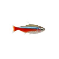 FISCH Zierfisch Kardinalfisch SM (Futterfische)