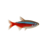 FISCH Zierfisch Vietnamesischer Kardinalfisch Wild ML