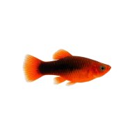 FISCH Zierfisch Feuerschwanz 5-6