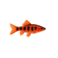 FISCH Zierfisch Korallenlabeo 3cm
