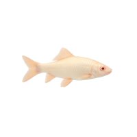 FISCH Zierfisch Albino-Labeo 4-5