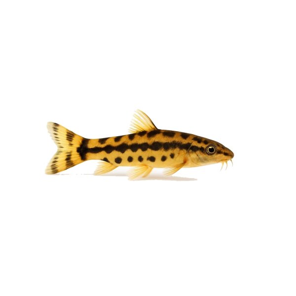 FISCH Zierfisch Saugschmerle Gold/Schwarz ML
