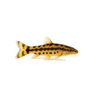 FISCH Zierfisch Saugschmerle Gold/Schwarz ML
