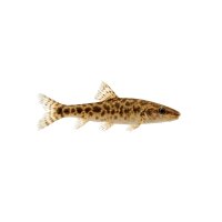 FISCH Zierfisch Saugschmerle M