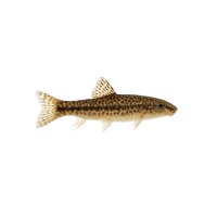 FISCH Zierfisch Saugschmerle 7-8