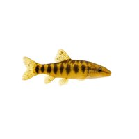 FISCH Zierfisch Gold-Saugschmerle ML