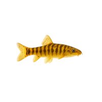 FISCH Zierfisch Gold-Saugschmerle L-XL