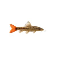 FISCH Zierfisch Rotschwanzschmerle 7-8
