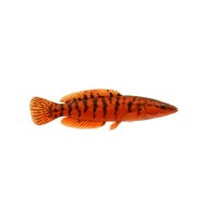 FISCH Zierfisch Feuerstachelaal ca. 20cm