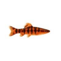 FISCH Zierfisch Feuerstachelaal 25-30