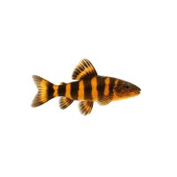 FISCH Zierfisch Prachtschmerle Tagesp. 7-8