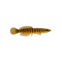 FISCH Zierfisch Pfauen-Stachelaal NZ ca. 10cm