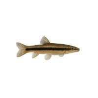 FISCH Zierfisch Gürtelstachelaal 6-8 (Thai)
