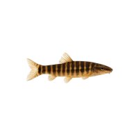 FISCH Zierfisch Vietnamesischer Stachelaal 10-12cm