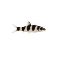FISCH Zierfisch Panda-Bergbachschmerle 3cm