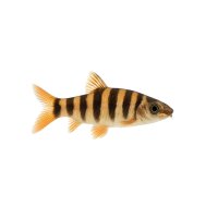 FISCH Zierfisch Leiterschmerle 4-5cm (B. rostrata)