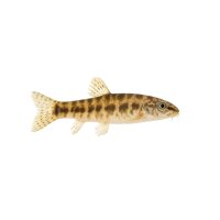 FISCH Zierfisch River-Kwai-Schmerle INZ 3cm