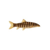 FISCH Zierfisch Streifenschmerle 6-7 (Botia striata)