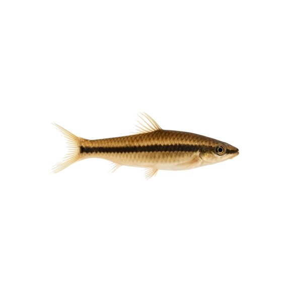 FISCH Zierfisch Netzpinsel-Algenfresser 3-4