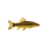 FISCH Zierfisch Gold-Netzpinsel-Algenfresser 4-5