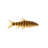 FISCH Zierfisch Echte Siamensis 3-4 (Chrossocheilus...