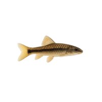 FISCH Zierfisch Indischer Fadenalgenfresser M-ML (Garra...