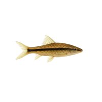 FISCH Zierfisch Crossocheilus latius 4-5
