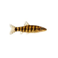 FISCH Zierfisch Tiger-Zwergschmerle WF. 4cm