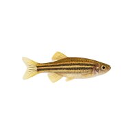 FISCH Zierfisch Gemeines Dornauge 6-7