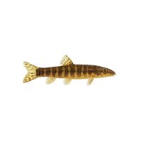 FISCH Zierfisch Riesendornauge XL (Pangio myersi)
