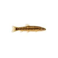 FISCH Zierfisch Aal-Dornauge 6-7 (P. anguillaris)