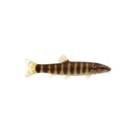 FISCH Zierfisch Zwerg-Dornauge Wild ML (Pangio cuneovirgata)