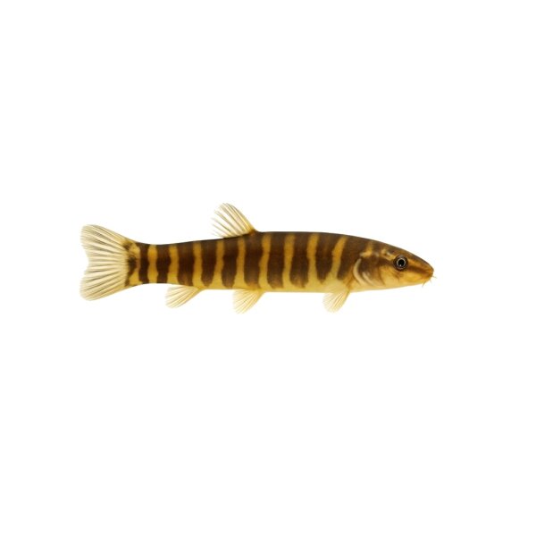 FISCH Zierfisch Muränen-Dornauge 6-7 (Pangio muraeniformis)