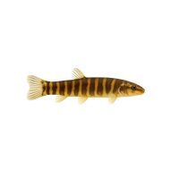 FISCH Zierfisch Mur&auml;nen-Dornauge 6-7 (Pangio...