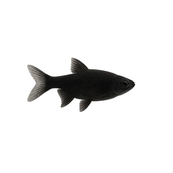 FISCH Zierfisch Schwarzes Dornauge 6-8