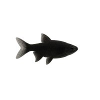 FISCH Zierfisch Schwarzes Dornauge 6-8