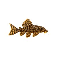 FISCH Zierfisch Giraffen-Flossensauger 7-8