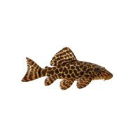 FISCH Zierfisch Marmorierter Prachtflossensauger 4-5