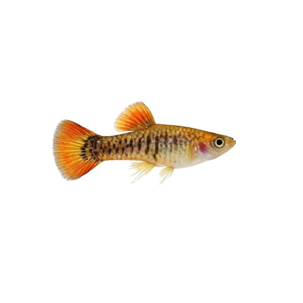 FISCH Zierfisch Schmuck-Prachtflossensauger 5-6cm