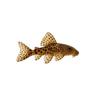 FISCH Zierfisch Punktierter Flossensauger 5-6