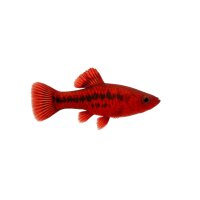 FISCH Zierfisch Bloody Mary Flossensauger 3-4