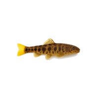 FISCH Zierfisch Gelbschwanz-Flossensauger 2-3...