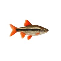 FISCH Zierfisch Rotflossensalmler DNZ L