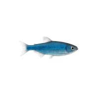 FISCH Zierfisch Blauer Perusalmler INZ ML