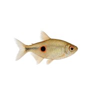 FISCH Zierfisch Augenflecksalmler L