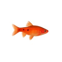 FISCH Zierfisch Rubinsalmler INZ ML (Aphyoch. rathbuni)